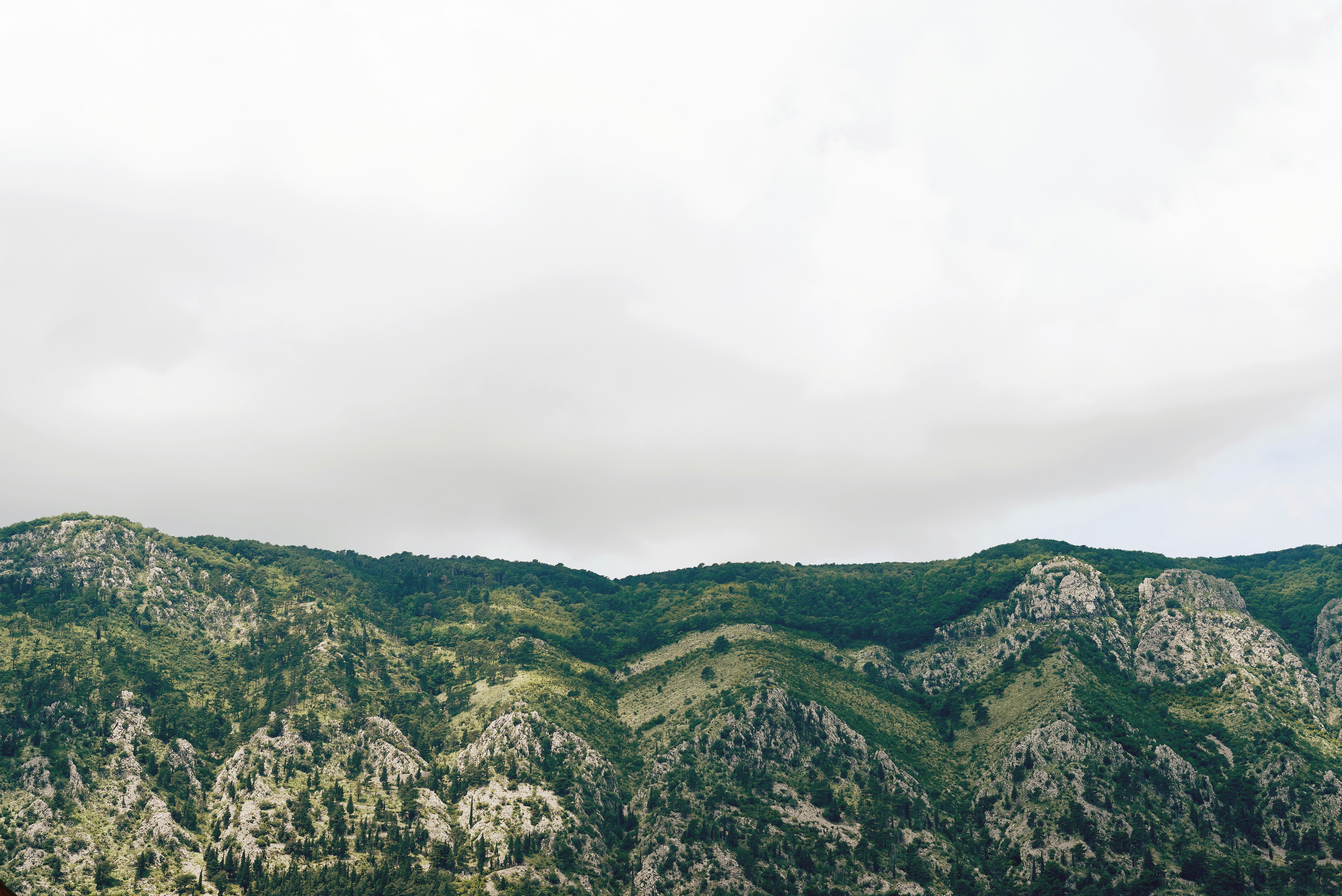 trees and grass covered mountain